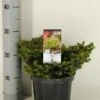 Kussenspar (Picea Abies 'Little Gem') -Directplant Winkel picea abies little gem winter c3 m