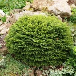 Spar (Picea Abies 'Nidiformis') -Directplant Winkel picea abies nidiformis 1