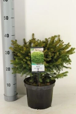 Spar (Picea Abies 'Nidiformis') -Directplant Winkel picea abies nidiformis c3 m 1