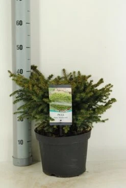 Spar (Picea Abies 'Nidiformis') -Directplant Winkel picea abies nidiformis c5 m 1