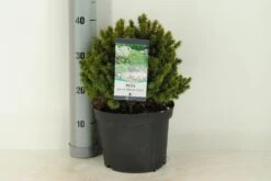 Kogelspar (Picea Glauca 'Alberta Globe') -Directplant Winkel picea glauca alberta globe c5 m