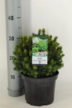 Kogelspar (Picea Glauca 'Alberta Globe') -Directplant Winkel picea glauca alberta globe winter c3 m
