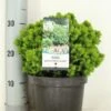 Kogelspar (Picea Glauca 'Alberta Globe') -Directplant Winkel picea glauca alberta globe zomer c3 m