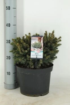 Dwergspar (Picea Glauca 'Echiniformis') -Directplant Winkel picea glauca echiniformis c5 m 1