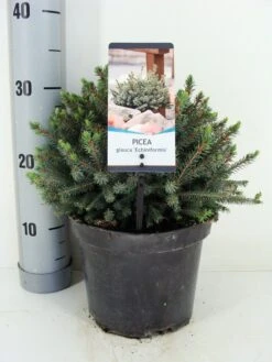 Dwergspar (Picea Glauca 'Echiniformis') -Directplant Winkel picea glauca echiniformis zomer c3 m 1