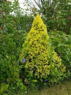 Witte Alberta Spar (Picea Glauca 'J.W. Daisy's White') 7 Witte Alberta Spar (Picea Glauca 'J.W. Daisy's White') -Directplant Winkel picea glauca j.w. daisy s white