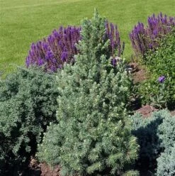 Blauwe Alberta Spar (Picea Glauca Sander's Blue) -Directplant Winkel picea glauca sander s blue