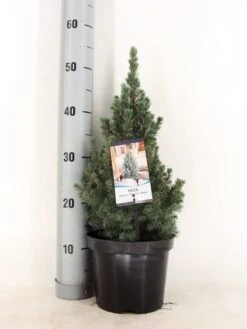 Blauwe Alberta Spar (Picea Glauca Sander's Blue) -Directplant Winkel picea glauca sander s blue 30 40 c3 m