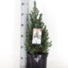 Blauwe Alberta Spar (Picea Glauca Sander's Blue) -Directplant Winkel picea glauca sander s blue 40 50 c3 m