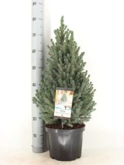 Blauwe Alberta Spar (Picea Glauca Sander's Blue) -Directplant Winkel picea glauca sander s blue c5 m