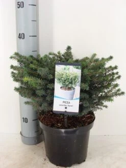 Servische Spar (Picea Omorika 'Karel') -Directplant Winkel picea omorika karel winter c3 m