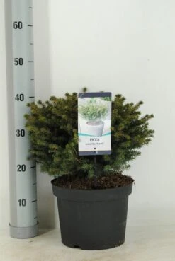 Servische Spar (Picea Omorika 'Karel') -Directplant Winkel picea omorika karel winter c5 m