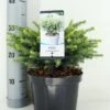 Servische Spar (Picea Omorika 'Karel') -Directplant Winkel picea omorika karel zomer c3 m