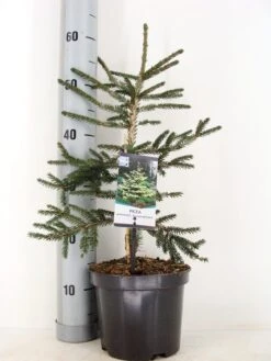Kaukasische Spar (Picea Orientalis 'Aureospicata') -Directplant Winkel picea orientalis aureospicata winter c3 m