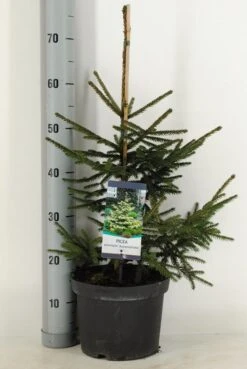 Kaukasische Spar (Picea Orientalis 'Aureospicata') -Directplant Winkel picea orientalis aureospicata winter c5 m