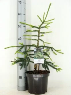 Kaukasische Spar (Picea Orientalis 'Aureospicata') -Directplant Winkel picea orientalis aureospicata zomer c3 m