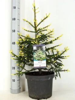 Kaukasische Spar (Picea Orientalis 'Aureospicata') -Directplant Winkel picea orientalis aureospicata zomer c5 m