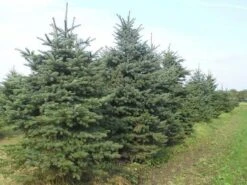 Blauwspar (Picea Pungens 'Glauca') -Directplant Winkel picea p glauca 300 350