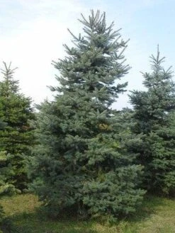Blauwspar (Picea Pungens 'Glauca') -Directplant Winkel picea p glauca 300 350 1