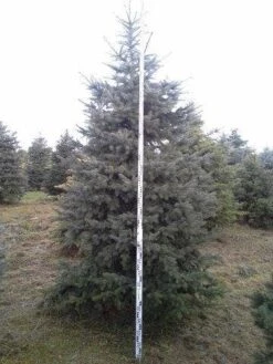 Blauwspar (Picea Pungens 'Glauca') -Directplant Winkel picea p glauca 350