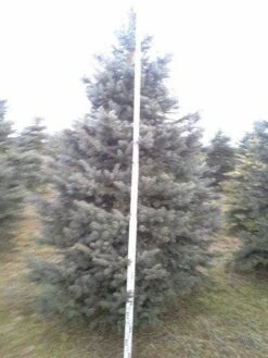 Blauwspar (Picea Pungens 'Glauca') -Directplant Winkel picea p glauca 350 1