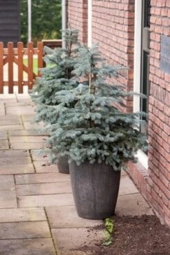 Noorse Blauwspar (Picea Pungens 'Erich Frahm') 7 Noorse Blauwspar (Picea Pungens 'Erich Frahm') -Directplant Winkel picea pungens erich frahm