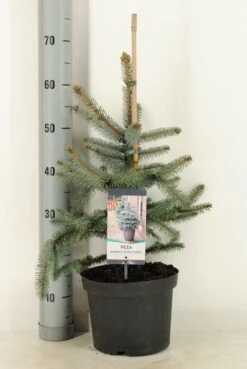 Noorse Blauwspar (Picea Pungens 'Erich Frahm') 6 Noorse Blauwspar (Picea Pungens 'Erich Frahm') -Directplant Winkel picea pungens erich frahm c5 m