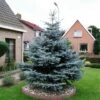 Blauwspar (Picea Pungens 'Glauca') -Directplant Winkel picea pungens glauca