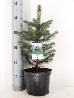 Blauwspar (Picea Pungens 'Glauca') -Directplant Winkel picea pungens glauca c3 m