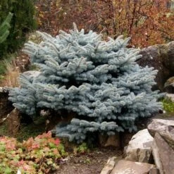 Colorado Spar (Picea Pungens 'Glauca Globosa') -Directplant Winkel picea pungens glauca globosa