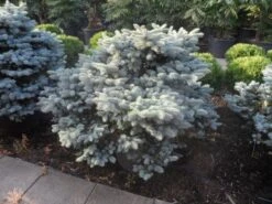 Colorado Spar (Picea Pungens 'Glauca Globosa') -Directplant Winkel picea pungens glauca globosa 100 125 150 c110