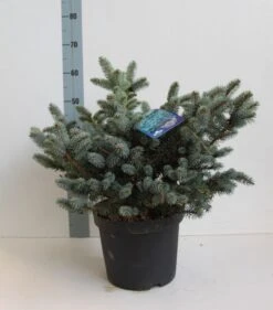 Colorado Spar (Picea Pungens 'Glauca Globosa') -Directplant Winkel picea pungens glauca globosa 40 50 cm co. 7.5l kopie