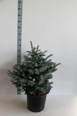 Colorado Spar (Picea Pungens 'Glauca Globosa') -Directplant Winkel picea pungens glauca globosa 60 80 cm c30 b