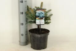 Colorado Spar (Picea Pungens 'Glauca Globosa') -Directplant Winkel picea pungens glauca globosa c3 m