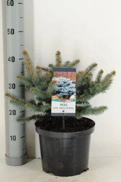 Colorado Spar (Picea Pungens 'Glauca Globosa') -Directplant Winkel picea pungens glauca globosa c5 m