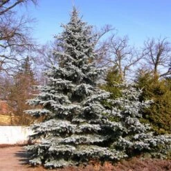 Spar (Picea Pungens 'Hoopsii') -Directplant Winkel picea pungens hoopsii