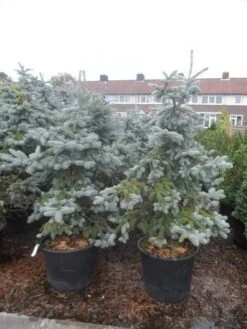 Spar (Picea Pungens 'Hoopsii') -Directplant Winkel picea pungens hoopsii 125 150 175 200 aanlegkwaliteit