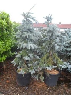 Spar (Picea Pungens 'Hoopsii') -Directplant Winkel picea pungens hoopsii 125 150 175 200 aanlegkwaliteit 1