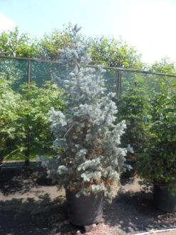 Spar (Picea Pungens 'Hoopsii') -Directplant Winkel picea pungens hoopsii 175 200 250