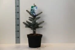 Spar (Picea Pungens 'Hoopsii') -Directplant Winkel picea pungens hoopsii 30 40 cm c5