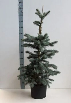 Spar (Picea Pungens 'Hoopsii') -Directplant Winkel picea pungens hoopsii 60 80 cm co. 7.5l kopie kopie