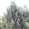Alpenden (Pinus Cembra 'Glauca') -Directplant Winkel picglauc 6