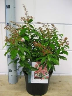 Rotsheide (Pieris Japonica 'Valley Valentine') -Directplant Winkel pieris valey valentine c3 december