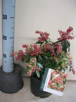 Rotsheide (Pieris Japonica 'Valley Valentine') -Directplant Winkel pieris valley valentine c3 maart.jpg