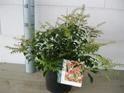 Rotsheide (Pieris Japonica 'Valley Valentine') -Directplant Winkel pieris valley valentine c3 november 2