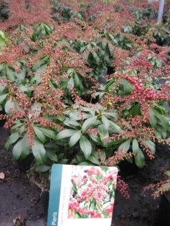 Rotsheide (Pieris Japonica 'Valley Valentine') -Directplant Winkel pierisjapvalleyvalentine