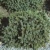 Dwergspar (Picea Glauca 'Echiniformis')