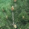 Den (Pinus Leucodermis) -Directplant Winkel pileucod 8