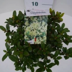 Dwergrhododendron (Rhododendron 'Princess- Anne') -Directplant Winkel pincess ann c2 boven