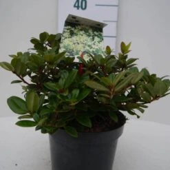 Dwergrhododendron (Rhododendron 'Princess- Anne') -Directplant Winkel pincess ann c2 voor 2